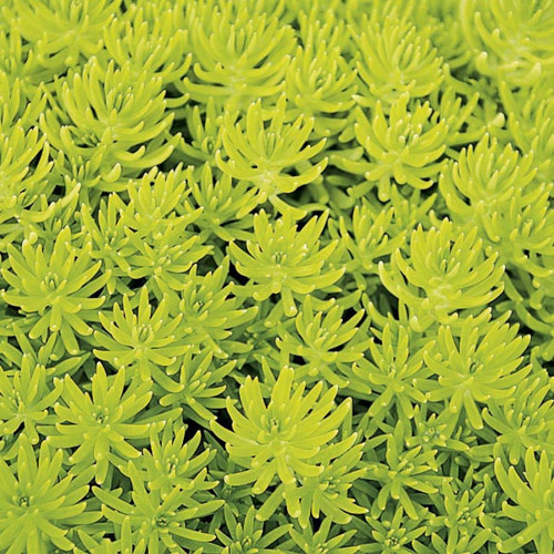Sarı Sedum - Stonecrop Askılı Saksıda 2 Adet