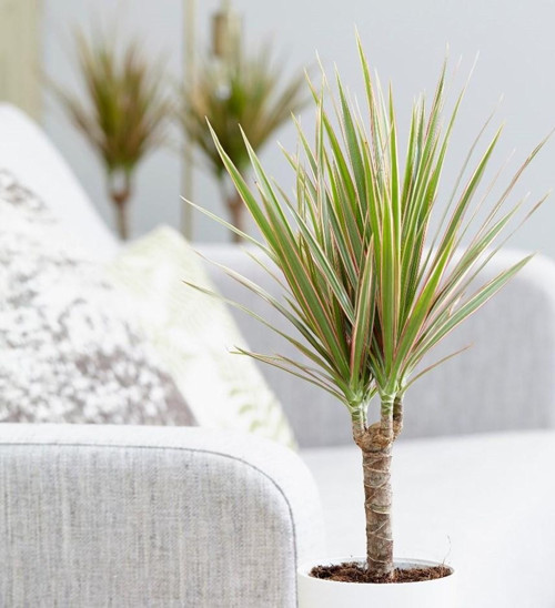 Madagaskar Dragon Ağacı – Dracaena Marginata -Alacalı Tek Gövdeli