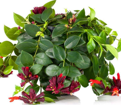 Ruj Çiçeği (Aeschynanthus) - Askılı Saksıda