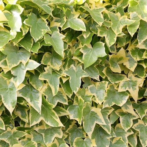 Alacalı Hedera – Orman Sarmaşığı 100 – 150 cm