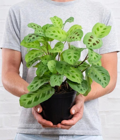Dua Çiçeği (Maranta Kerchoveana) 20 cm 2 Adet