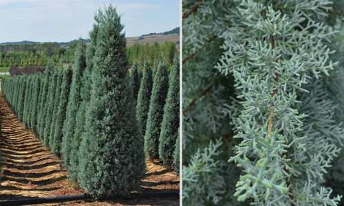 Mavi Servi Cupressus arizona Tohumu – 100 Gr.