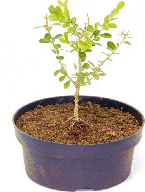 Bonsai Şimşir Fidanı Buxus Sempervirens Rotundifolia 4 Yaşında