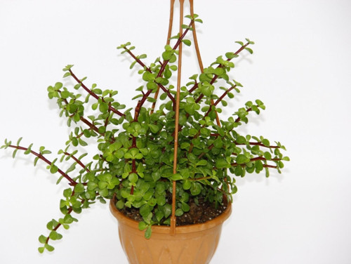 Yeşim Ağacı Crassula Portulacaria Askılı Saksı 2 Adet