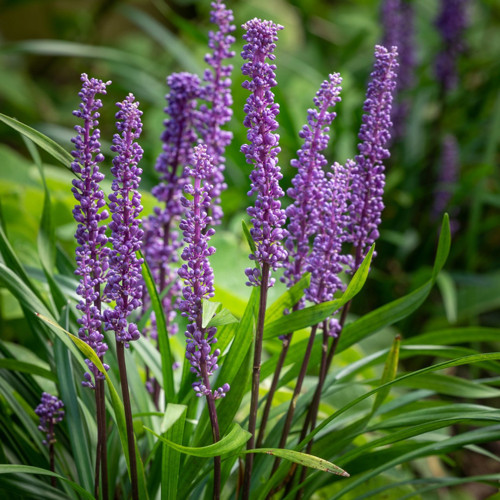 Çim Zambağı 'Liriope Muscari ' 20'li Set