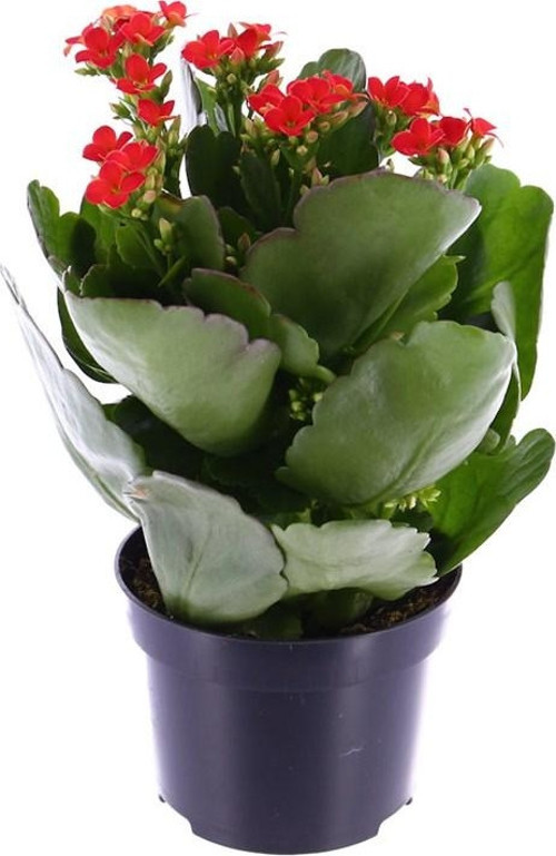 Kalanşo Çiçeği – Kalanchoe 3 Adet Kırmızı