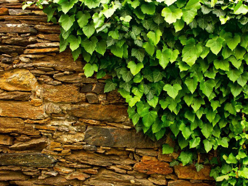 Hedera Helix – Orman Sarmaşığı 100-150 cm 10 Adet