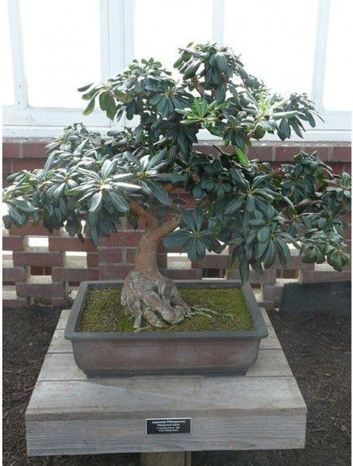 Bonsai Yıldız Çalısı Pitosporum
