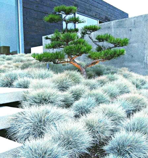 Mavi Çim (Festuca Glauca) 30 Adet