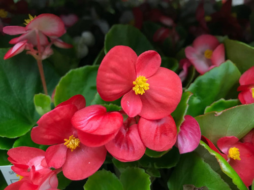 Begonya – Begonia Kırmızı Renk 30 Adet