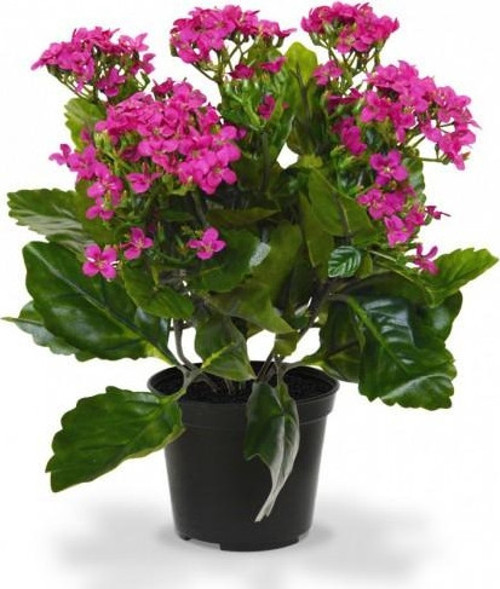 Kalanşo Çiçeği – Kalanchoe 5 Adet Pembe