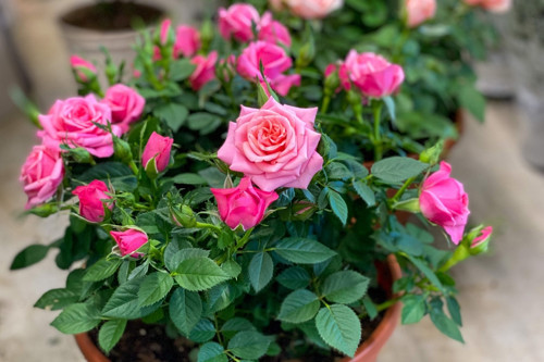 Mini Gül – Minyatür Saksı Gülü Pembe 3 Adet