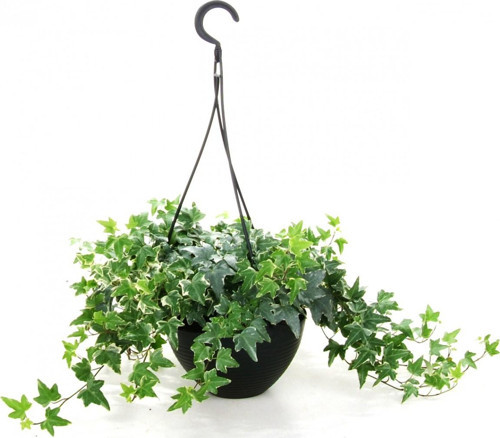 Mini Hedera Alacalı Salon Sarmaşığı- (Hedera Helix Variegata) Askılı Saksıda 3 Adet
