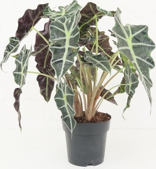 Fil Kulağı (Alocasia Polly) 20-40 cm