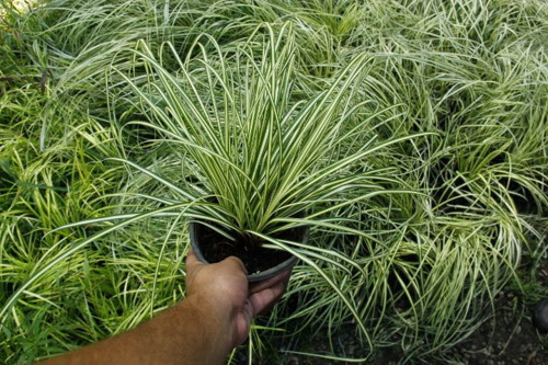 Carex Evergold