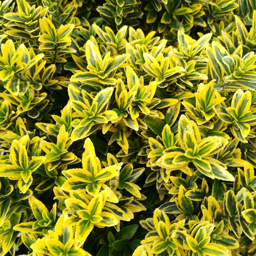 Altuni Çıtır Taflan - Euonymus Microphyllus Pulchellus Aureus (Celastraceae) 30 Adet