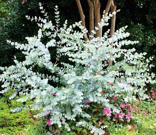 Mavi Okaliptus Fidanı Eucalyptus Globulus 5 Adet