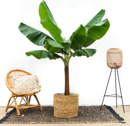 Muz Bitkisi – Panama Muz Ağacı(Musa Banana) 40-60 cm