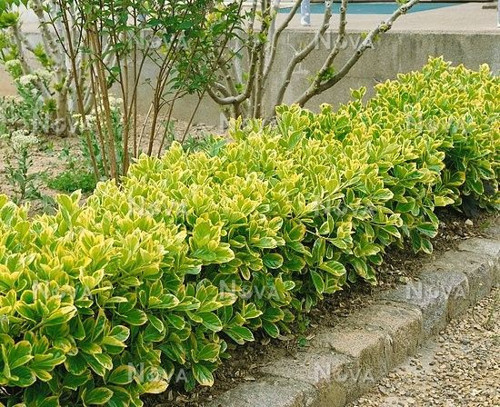 Gold Taflan (Euonymus Japonica Aurea) – Sarı Çit Bitkisi 50 Adet