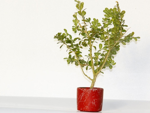 Bonsai Buxus Kırmızı Saksıda 2 Adet