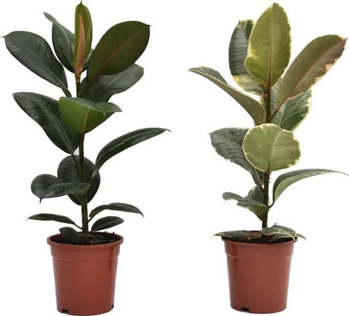 Kauçuk – Ficus Elastica& Ficus Elastica Tineke 2'li Set