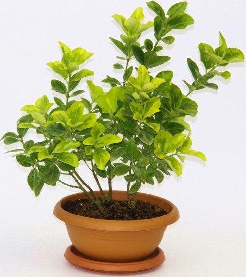 Bonsai Taflan Seti Toprak- Bonsai Saksı-Bitki Besini-Fidan