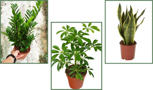 Paşa Kılıcı & Zamia & Şeflera 3'lü Set
