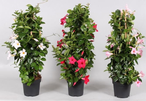 Mandevilla Sarmaşığı 3'lü Set 80-100cm