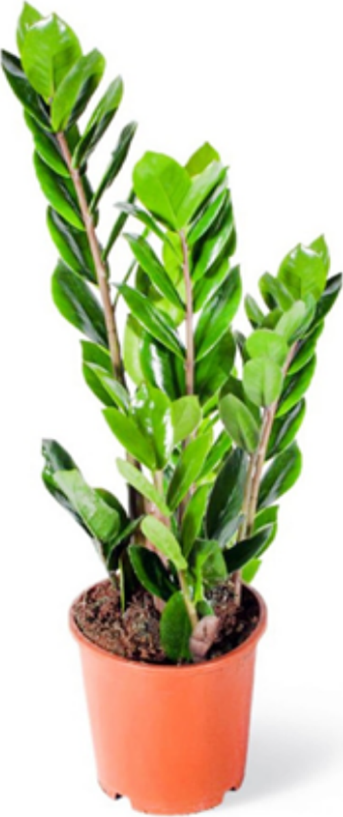Zamia (Zeze çiçeği)