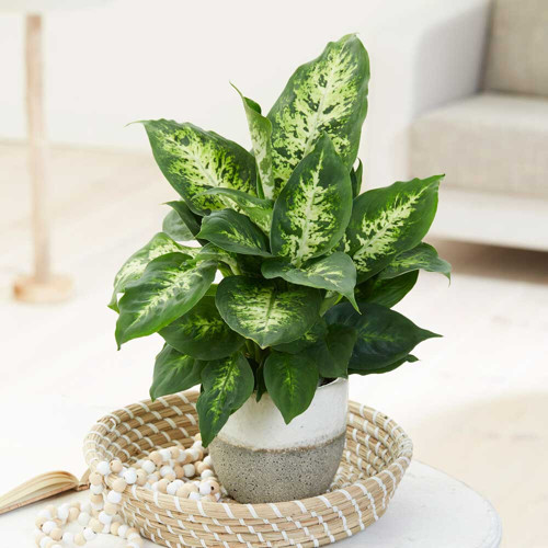 Dieffenbachia Compacta - 20 -30 cm