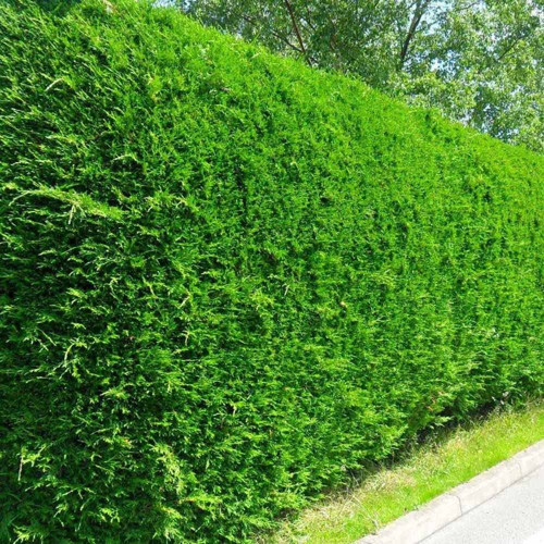 Yeşil Leylandi Cupressocyparis leylandii (CUPRESSACEAE) 3 Adet