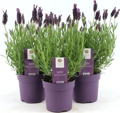 Lavanta – Lavandula Angustifolia 15 cm 10 Adet
