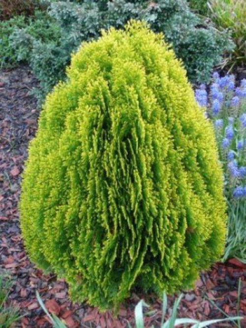 Altuni Top Mazı Fidanı Thuja Orientalis Compacta Nana