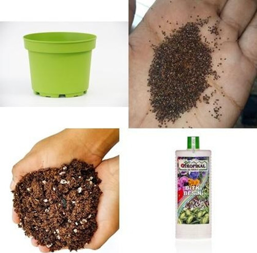 Maydanoz Saksıda Yetiştirme Seti – 10 gr Tohum, 3 Dekoratif Saksı, Toprak Karışımı & Bitki Besini