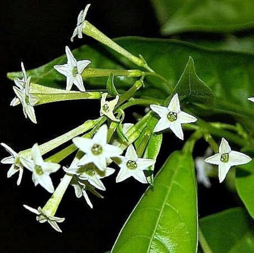 Melisa Çiçeği Cestrum Nocturnum 10 Adet