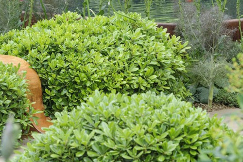 Pittosporum Çalısı