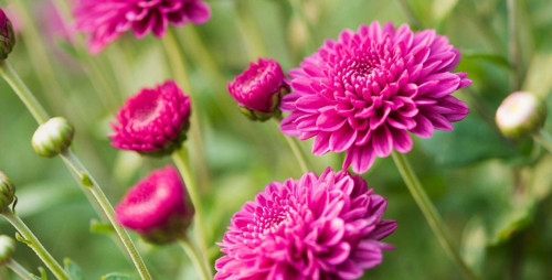 Kasımpatı Krizantem Chrysanthemum Pembe 10 Adet