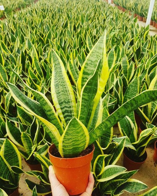 Paşa Kılıcı - Peygamber Kılıcı (Sansaveria trifasciata) 20-30 cm 5 Adet