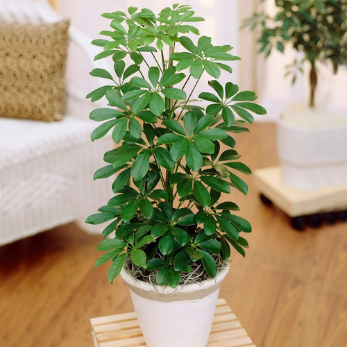Şeflera – Şemsiye Ağacı 20-40 cm