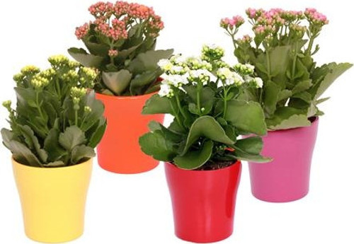 Kalanşo Çiçeği – Kalanchoe 8 Adet
