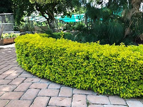 Gold Taflan (Euonymus Japonica Aurea) Canlı Çit Bitkisi 5 Adet