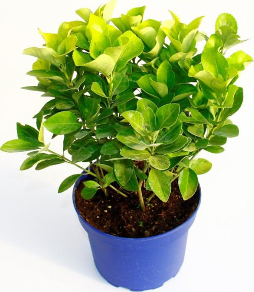 Gold Taflan (Euonymus Japonica Aurea) – Sarı Çit Bitkisi Mavi Saksıda 2 Adet