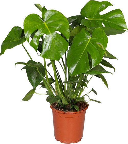 Monstera - Deve Taban 40- 60 cm 2 Adet