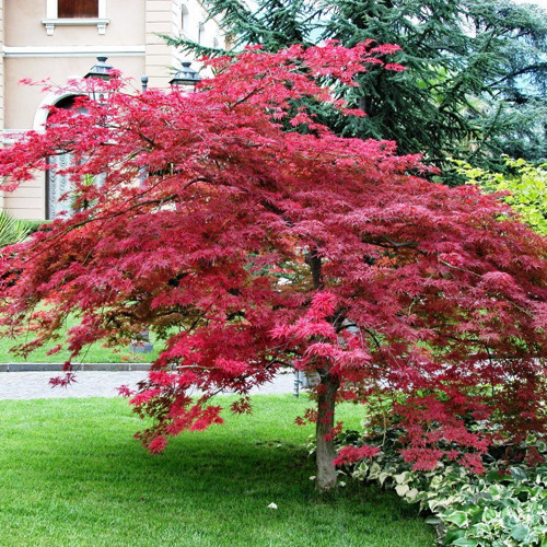 Kırmızı Yapraklı Japon Akçaağaç Acer Palmatum Atropurpureum 2 Adet