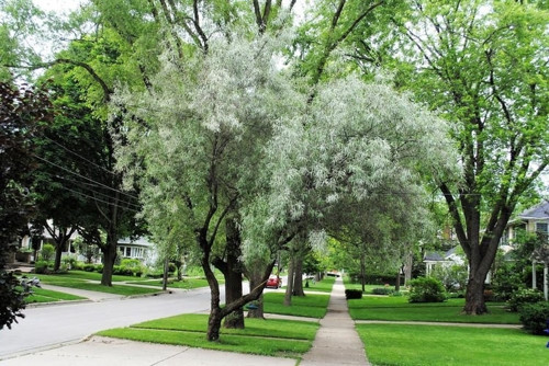 Anadolu İğde Fidanı Elaeagnus Angustifolia 5 Adet