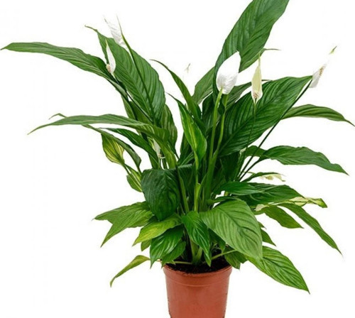 Barış Çiçeği – Spathiphyllum 60cm