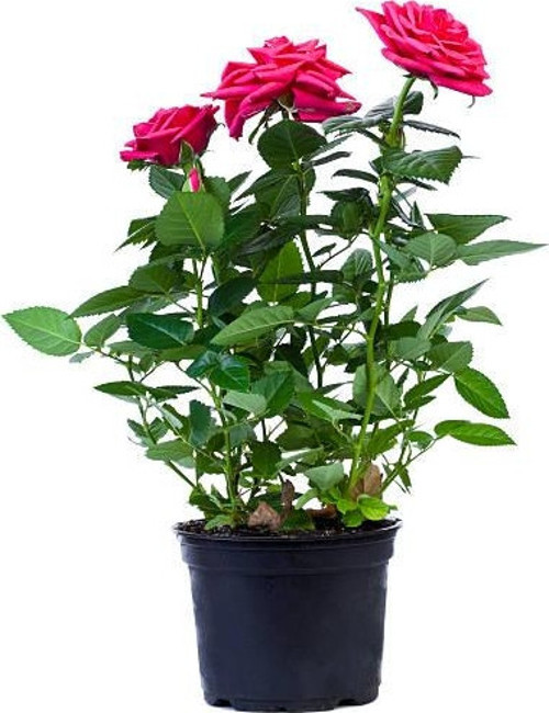 Yediveren Saksılı Pembe Gül 20-30 cm 40 Adet
