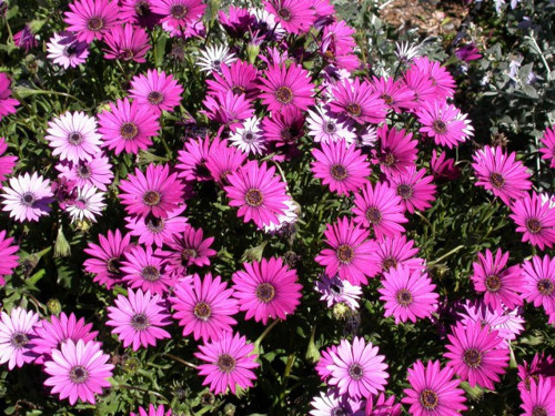 Bodrum Papatyası 5 Adet Pembe ve Mor Renkli