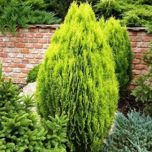 Altuni Mazı Fidesi 15-20 cm 50 Adet Thuja orientalis 'Aurea' Nana