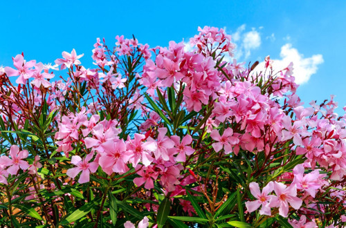 Zakkum - Nerium Oleander 5 Adet